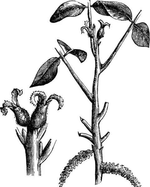 Illustration Plant Plants — Stock Vector