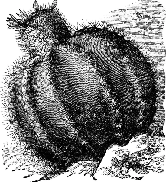 Melocacte Common Melocactus Communis Illustrazione Incisa Epoca Enciclopedia Trousset 1886 — Vettoriale Stock
