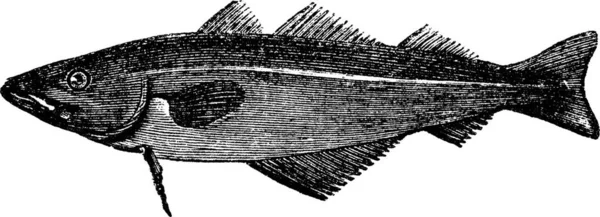 Vanlig Vitling Merlangus Purpureus Årgång Graverad Illustration Trousset Encyklopedi 1886 — Stock vektor