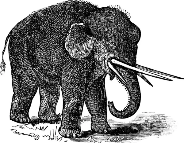 Mastodonte Américain Mammut Americanum Mastodon Giganteus Gravure Vintage Ancienne Illustration — Image vectorielle