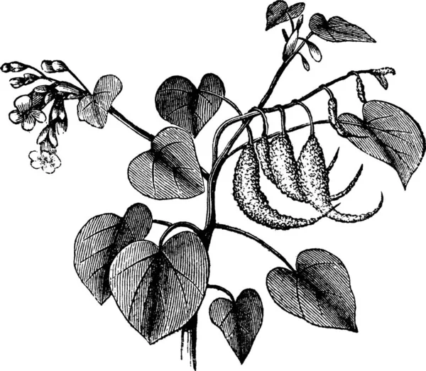 ラムの角やProboscidea LouisianicaやマルティニアProboscideeや悪魔の爪や悪魔の角やユニコーンの植物 ヴィンテージ彫刻 ラムの角の古い刻まれたイラストは白い背景に孤立しています — ストックベクタ