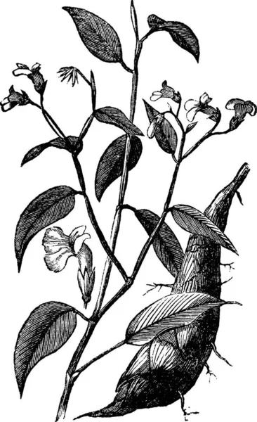 Arrowroot Maranta Arundinacea Obedience Planta Gravura Vintage Ilustração Gravada Velha —  Vetores de Stock