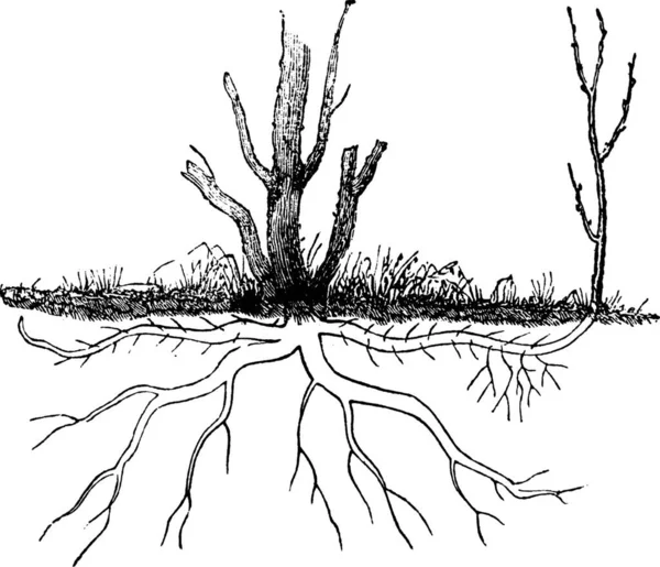 Vectorillustratie Van Een Boom — Stockvector