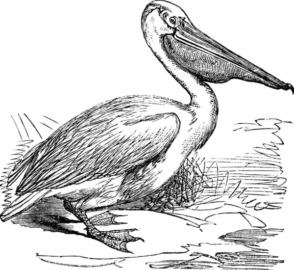 Gran Pelícano Blanco Pelícano Blanco Oriental Pelecanus Onocrotalus Ilustración Grabada — Archivo Imágenes Vectoriales