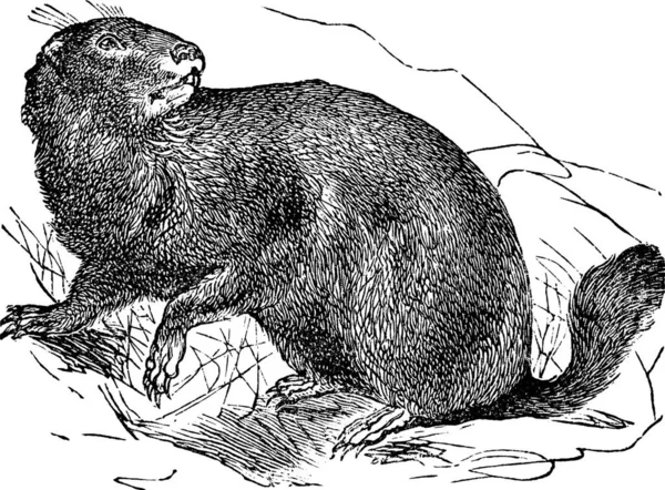 Marmotta Alpina Marmota Marmota Incisione Vintage Vecchia Illustrazione Incisa Della — Vettoriale Stock