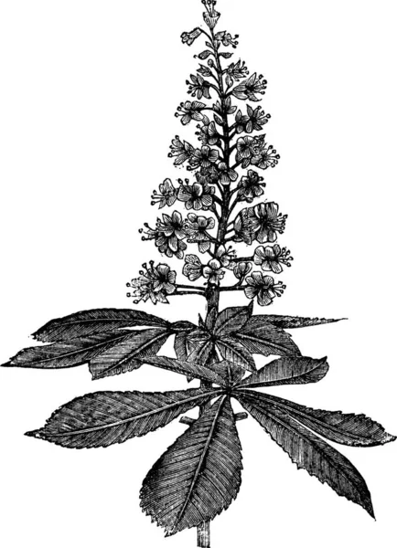 Châtaignier Aesculus Hippocastanum Conker Tree Buckeye Gravure Vintage Ancienne Illustration — Image vectorielle