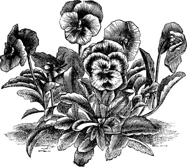 Heartsease Viola Tricolor Johnny Jump Wild Pansy Vintage Engraving 허스키를 — 스톡 벡터