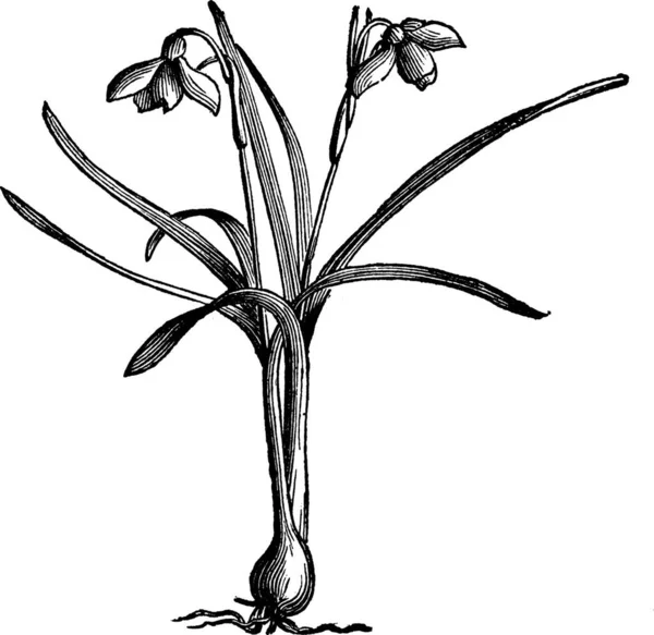 Hóvirág Vagy Galanthus Nivalis Vintage Vésett Illusztráció Trousset Enciklopédia 1886 — Stock Vector
