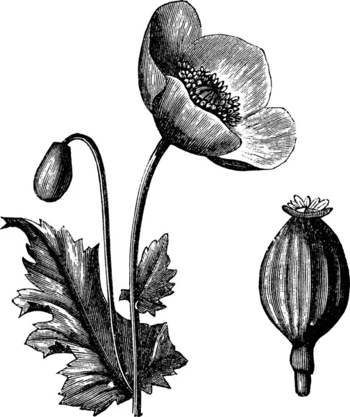 Blauwmaanzaad Papaver Somniferum Vintage Gegraveerd Illustratie Trousset Encyclopedie 1886 1891 — Stockvector