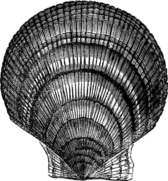 Chlamys Islandica Iceland Scallop Vintage Engraving 배경에 고립되어 라미즈 니카에 — 스톡 벡터