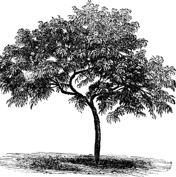 Pêssego Prunus Persica Ilustração Gravada Vintage Enciclopédia Trousset 1886 1891 — Vetor de Stock