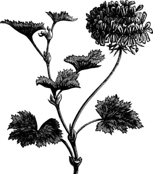 Geranio Storksbill Pelargonium Zonale Illustrazione Incisa Epoca Enciclopedia Trousset 1886 — Vettoriale Stock