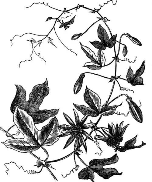 Πάθος Λουλούδι Passiflora Caerulea Vintage Χαραγμένο Εικονογράφηση Trousset Εγκυκλοπαίδεια 1886 — Διανυσματικό Αρχείο
