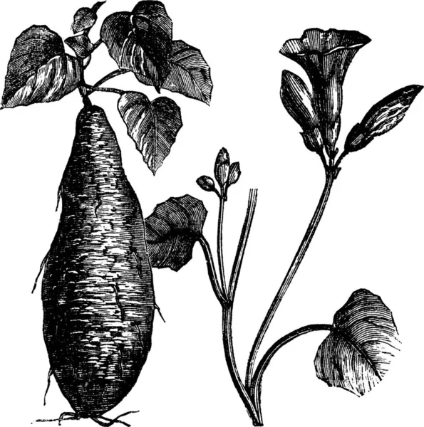 红薯或甘薯 复古复刻插图 显示根 和鲜花 Trousset百科全书 1886年至1891年 — 图库矢量图片