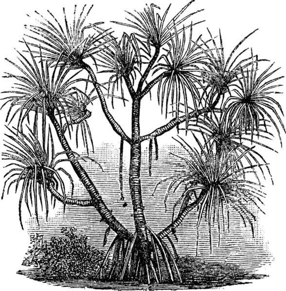 Ilustración Vectorial Hermoso Paisaje Tropical — Archivo Imágenes Vectoriales