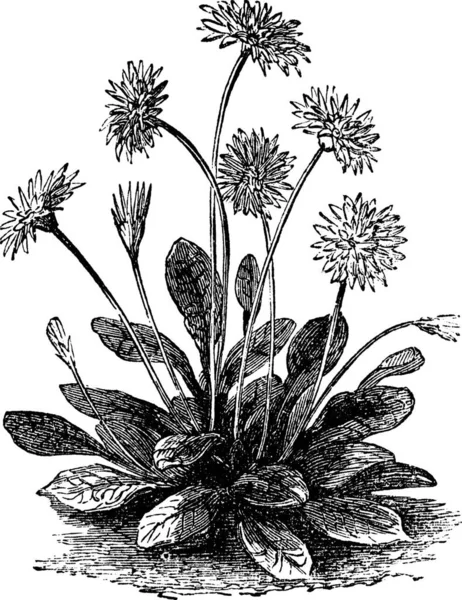 Daisy Nebo Bellis Perennis Vintage Vyryto Ilustrace Trousset Encyklopedie 1886 — Stockový vektor