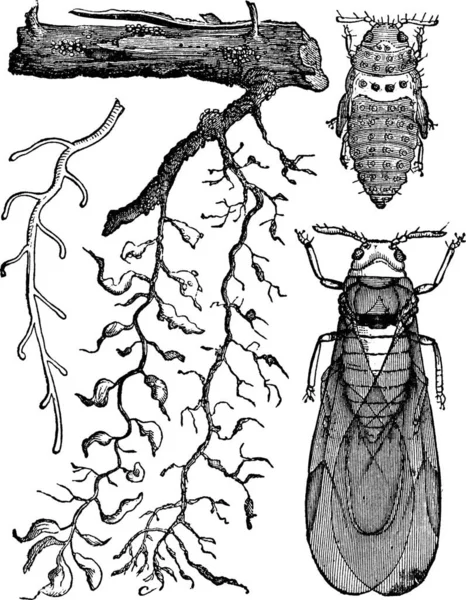 Phylloxera Radicicola Una Radice Sana Afidi Radicali Cui Lavorare Progettati — Vettoriale Stock