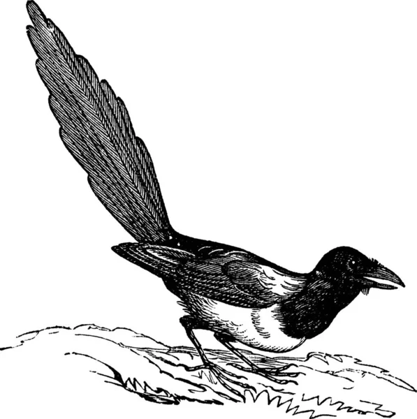 Siyah Gagalı Magpie Pica Hudsonia Klasik Oymalı Resim Trousset Ansiklopedisi — Stok Vektör