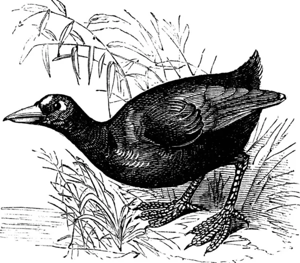 American Coot Fulica Americana Marsh Hen Mud Hen Gravura Vintage —  Vetores de Stock