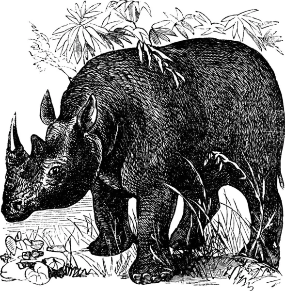 Rinoceronte Nero Diceros Bicornis Rinoceronte Dalle Labbra Uncino Incisione Vintage — Vettoriale Stock