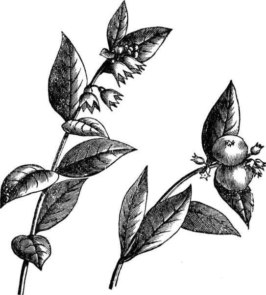 Symphoricarpos Racemosus Veya Snowberry Veya Waxberry Veya Ghostberry Vintage Şekil — Stok Vektör
