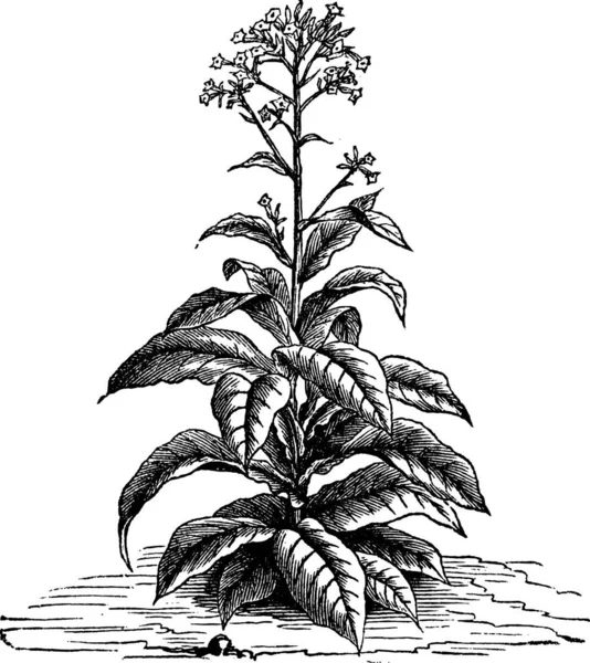 Ilustración Una Planta Con Fondo Blanco Negro — Archivo Imágenes Vectoriales