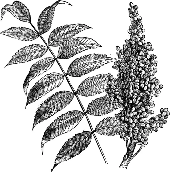 Sumac Liso Rhus Glabra Ilustração Gravada Vintage Folhas Sumac Frescas —  Vetores de Stock