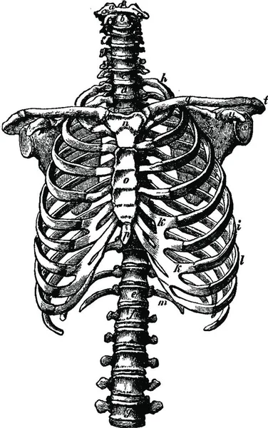 Derechos Columna Caja Torácica Ilustración Grabada Vintage Vie Dans Nature — Archivo Imágenes Vectoriales