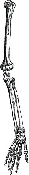 骨架的手臂 老式雕刻插图 Dans 1890 — 图库矢量图片
