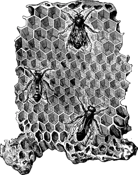 Клетки Пчелиного Улья Винтажная Гравированная Иллюстрация Vie Dans Nature 1890 — стоковый вектор