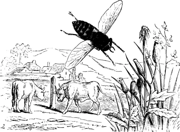 Gadfly Bois Vintage Gravada Ilustração Vie Dans Nature 1890 — Vetor de Stock