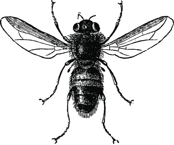 Botfly Illustrazione Incisa Epoca Vie Dans Nature 1890 — Vettoriale Stock