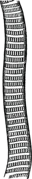 非常に高い倍率の横紋筋線維 ヴィンテージには 図が刻まれています Vie Dans 1890 — ストックベクタ