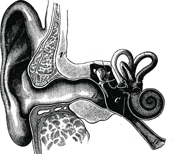 Sezione Che Mostra Organizzazione Dell Orecchio Illustrazione Incisa Vintage Vie — Vettoriale Stock