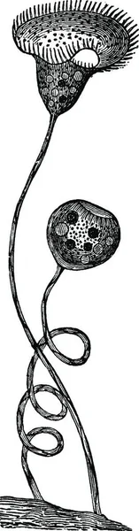 Vorticella 相当大 老式雕刻插图 Dans 1890 — 图库矢量图片