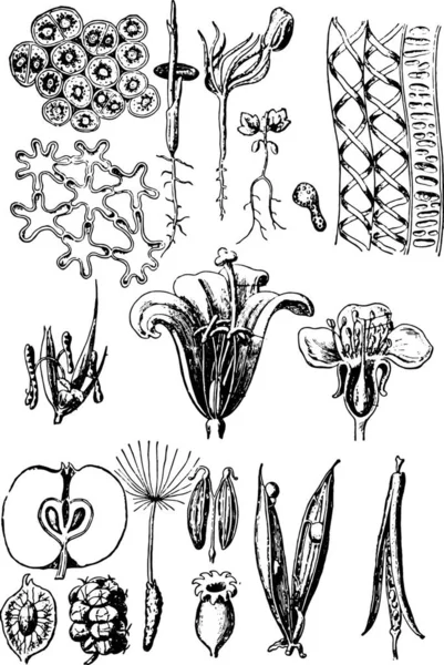 不同植物和花卉的一组病媒图解 — 图库矢量图片
