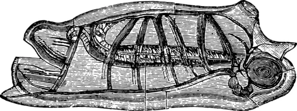 Иллюстрация Черепахи — стоковый вектор