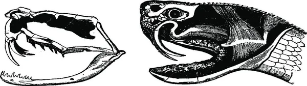 Skeleton Head Poisonous Snake Head Venomous Snake Vintage Engraved Illustration — Stock Vector