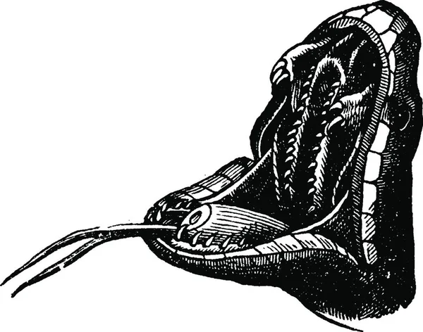 Viper Mouth Vintage Engraved Illustration Vie Dans Nature 1890 — Stock Vector
