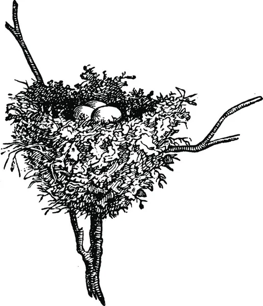 Hummingbird Nests Vintage Engraved Illustration Vie Dans Nature 1890 — Stock Vector