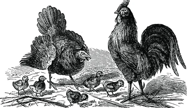 公鸡和小鸡 老式刻插图 Dans 1890 — 图库矢量图片
