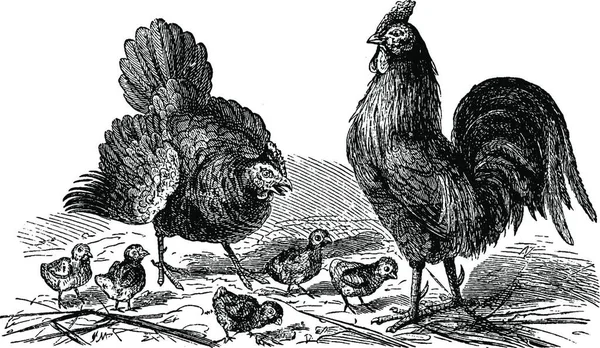 Gallina Gallo Polluelos Ilustración Grabada Vintage Vie Dans Nature 1890 — Vector de stock