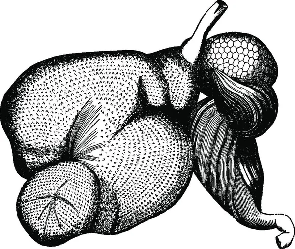 反刍动物的胃 古老的雕刻插图 Vie Dans Nature 1890年 — 图库矢量图片