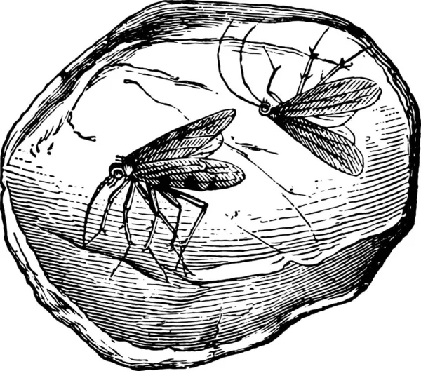 Bernstein Mit Zwei Insekten Gravierte Illustration Vie Dans Nature 1890 — Stockvektor