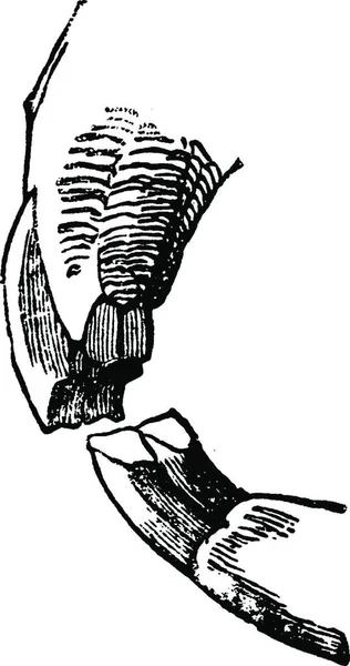 齧歯類の切歯 ヴィンテージには 図が刻まれています Vie Dans 1890 — ストックベクタ