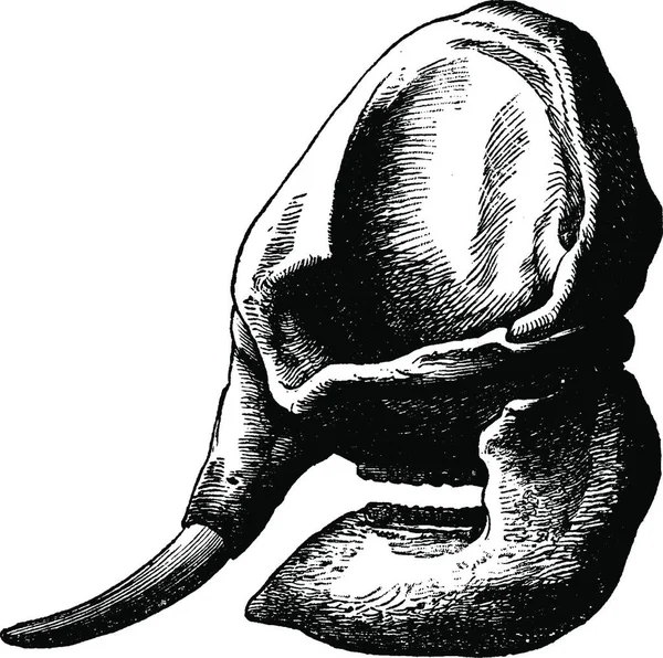 象の頭蓋骨 ヴィンテージの刻印イラスト ダンス ネイチャー1890年 — ストックベクタ