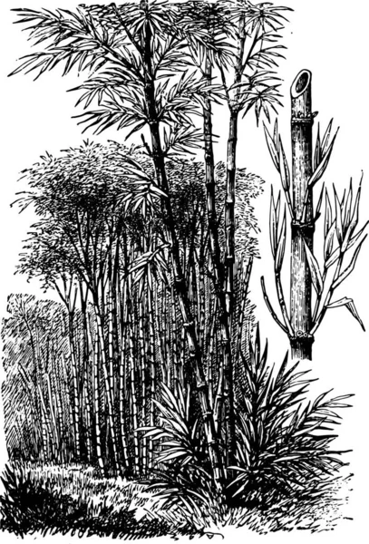 Απεικόνιση Ενός Δέντρου Ένα Φυτό — Διανυσματικό Αρχείο
