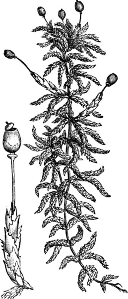 Φυτό Σχέδιο Vintage Εικονογράφηση Γραμμή Τέχνης Ασπρόμαυρη Εικόνα — Διανυσματικό Αρχείο