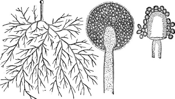 Vektor Illustration Uppsättning Handritade Skiss Träd — Stock vektor