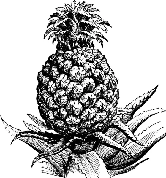 Ananas Skiss Illustration Svart Och Vit Teckning — Stock vektor